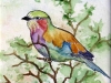 Bird of Colors