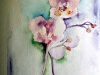 Orchids