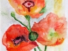 Poppies