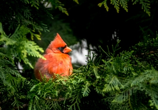 cardinal-082