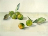 Calamansi